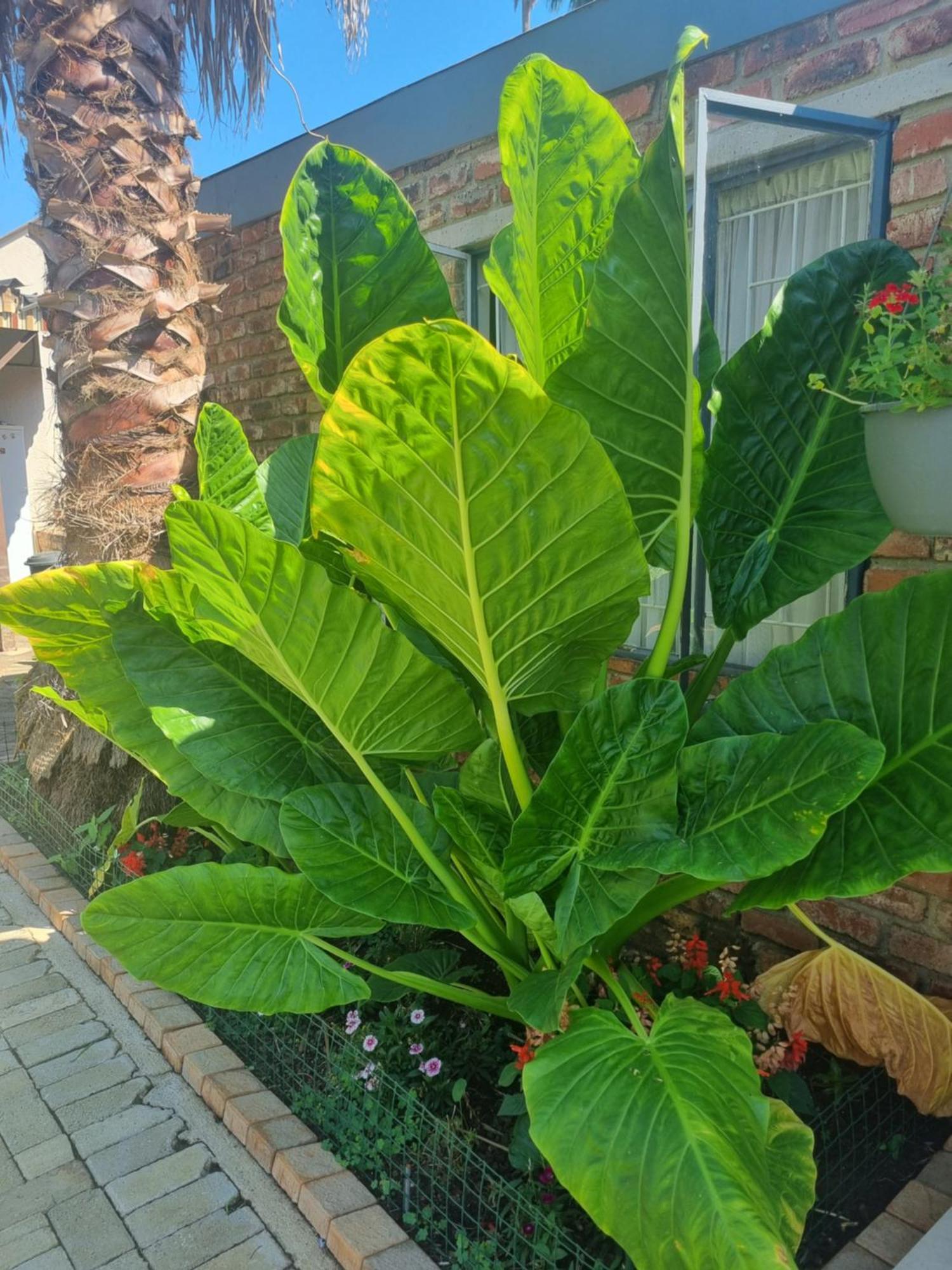 Grace B&B Potchefstroom Luaran gambar